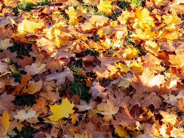 Coloridas hojas de otoño en el suelo del bosque — Foto de Stock