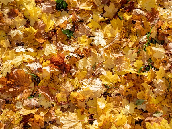 Golden Leaves maple texture background — 图库照片