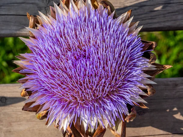 Alcachofra colorida em plena floração — Fotografia de Stock