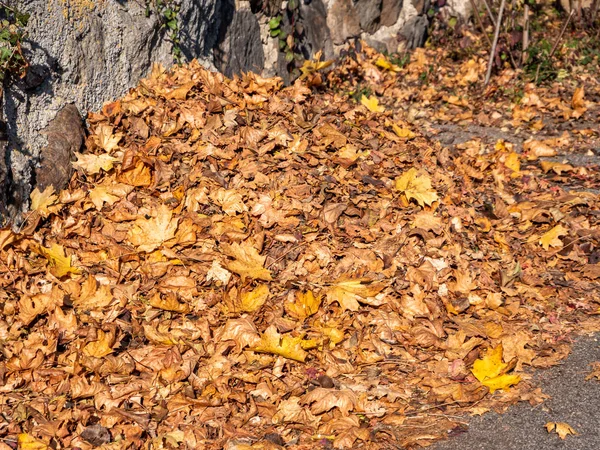 Mucchio di foglie in autunno — Foto Stock