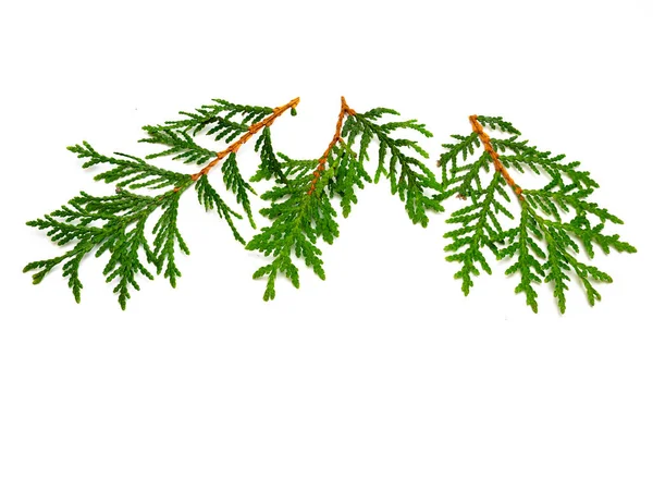 Life trees cypress branches isolated — 스톡 사진