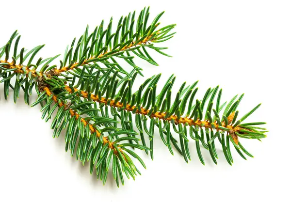 Jedlová větev izolovaná pro Vánoce — Stock fotografie