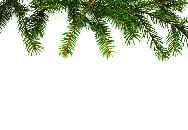 Border fir branches isolated on white background above — Stok fotoğraf