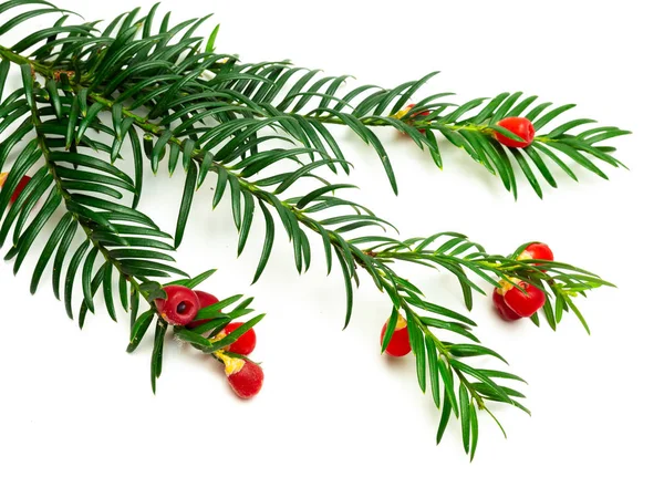 Taxus baccata (taxus baccata) geïsoleerd op witte achtergrond — Stockfoto