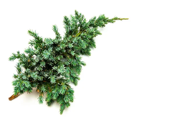 Common juniper isolated on white background — 图库照片