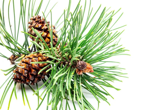 Pine with pinecone isolated on white background — Stok fotoğraf