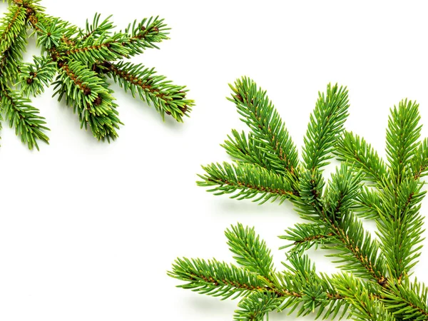 Fir branches template on white background — Stok fotoğraf