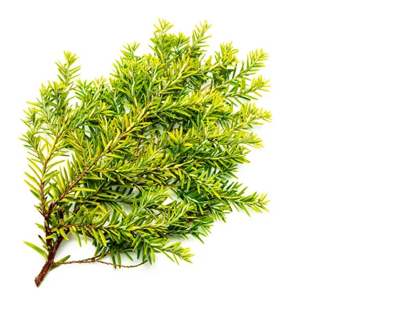 Yew (Taxus baccata) on white background — 스톡 사진