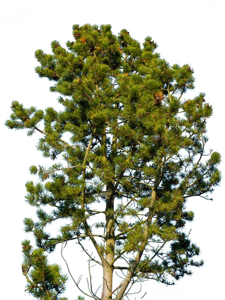 Pine tree isolated on white background — Stock Photo, Image