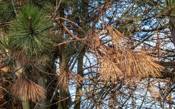 Mâchoire malade changement climatique en Allemagne — Photo