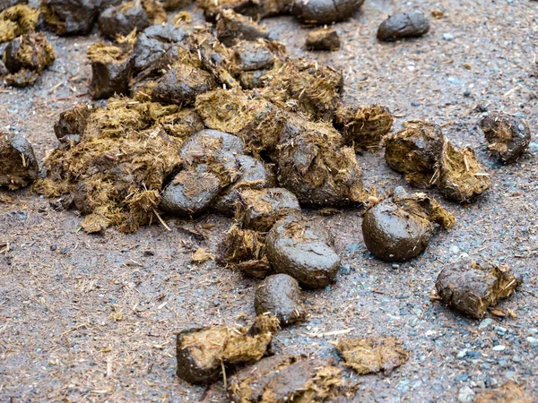 Paardenappels onderweg — Stockfoto