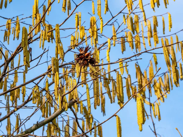 Blossom catkins from the hazelnut bush, Corylus Avellana — Stock Photo, Image