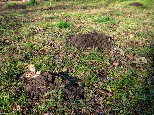 Veel molehills in een weide — Stockfoto