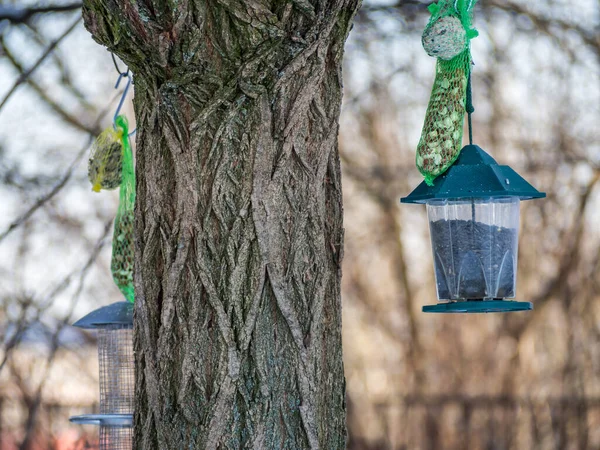 Estación de comida para pájaros en el bosque — Foto de Stock
