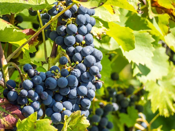 Виноград в саду — стокове фото