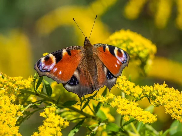 Paw motyl na kwiat kwiat — Zdjęcie stockowe
