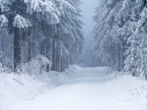 鉱石山の冬の森 — ストック写真