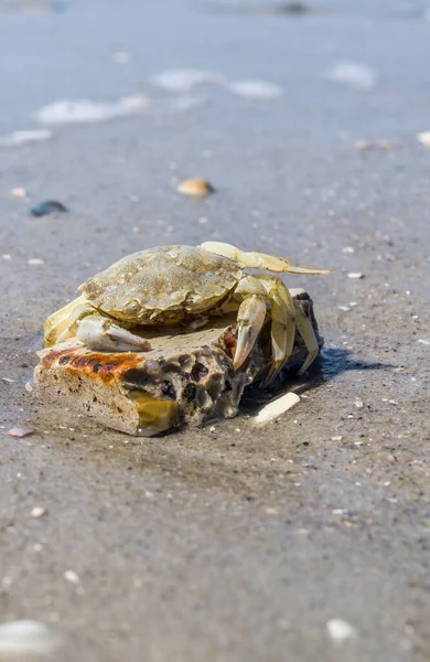 北海沿いの海辺のカニ — ストック写真