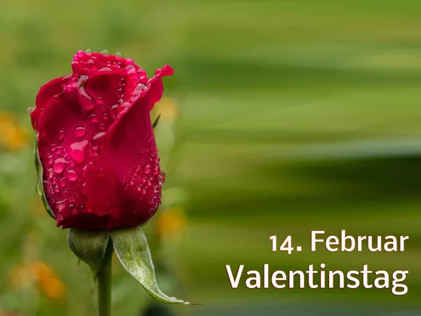 Plantilla Rose 14.Febrero Día de San Valentín en alemán — Foto de Stock