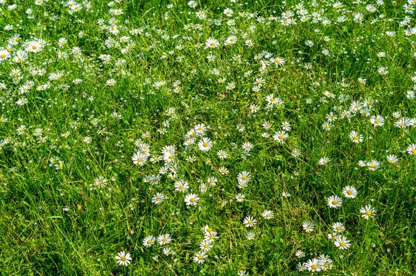 Gänseblümchen im Sommerfeld — Stockfoto