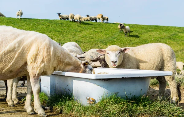 Muchas ovejas en el dique junto al Mar del Norte — Foto de Stock