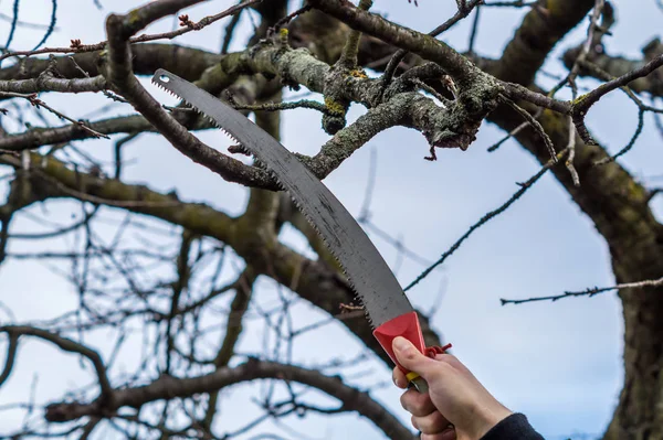 Tree saw in the autumn — 图库照片