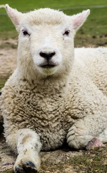 Jonge schapen in het wild — Stockfoto