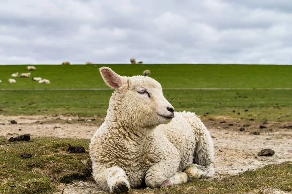 Lamm an der Nordsee — Stockfoto