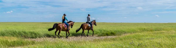 Horse riding in the salt marshes of the North Sea — ストック写真