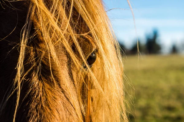 Bonito joven caballo retrato fondo textura — Foto de Stock