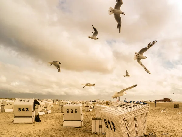 Seagulls in St. Peter Ording — Stock Photo, Image