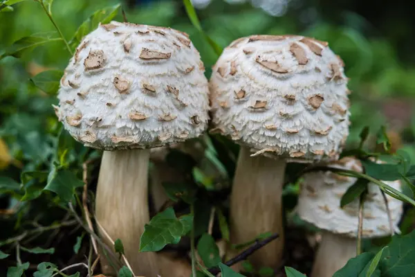 Giftige paddenstoelen groeien in de weide — Stockfoto