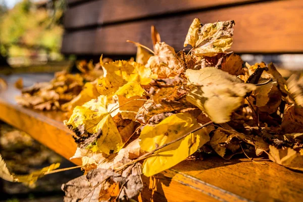 Autumnal bank in the park — 스톡 사진