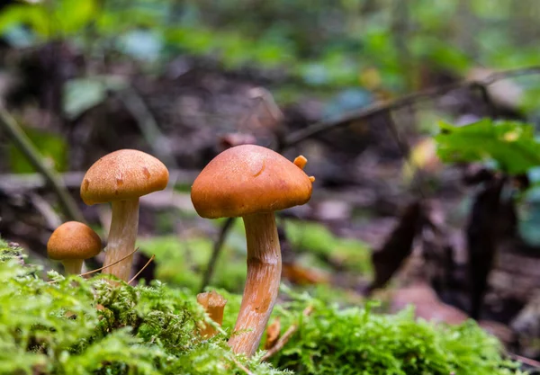 Mini champignons in het bos — Stockfoto