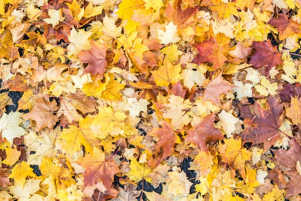Acero foglie modello texture sfondo — Foto Stock