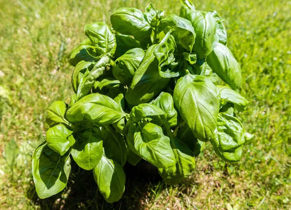 Planta de albahaca fresca imagen de fondo —  Fotos de Stock