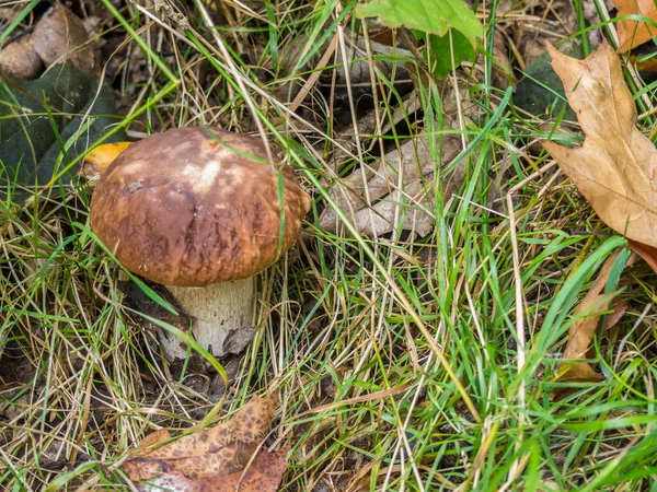 Stenen paddenstoel staat op een weide in het bos — Stockfoto