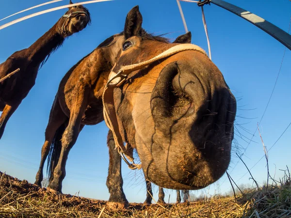 Cheval Fish-Eye image de fond — Photo