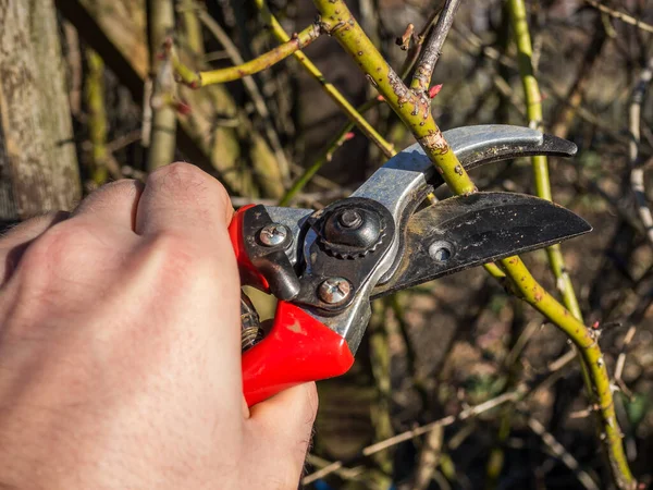 Plantas de corte con tijeras de podar en primavera — Foto de Stock