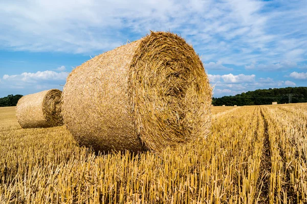 Vers geoogste strobalen in het veld — Stockfoto