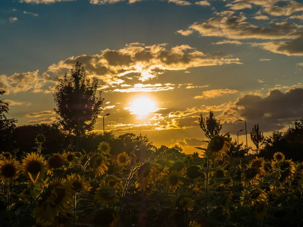 Campo de girassol no pôr do sol de verão — Fotografia de Stock