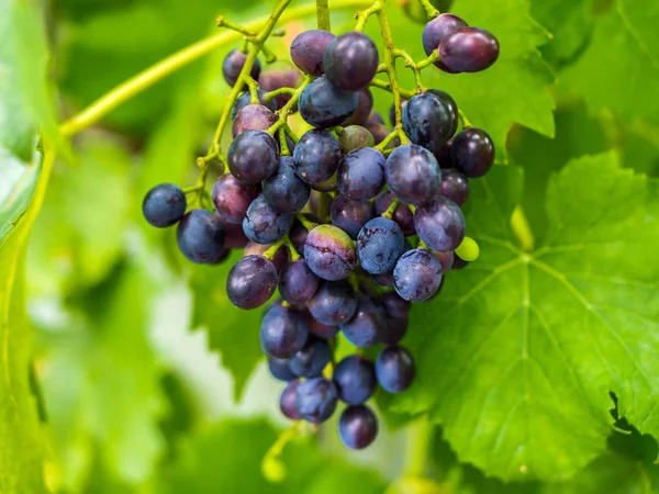 Uvas colgando de los arbustos en otoño — Foto de Stock