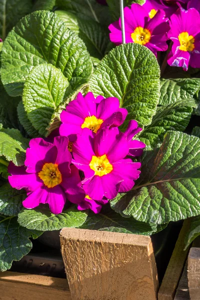 Purple red primrose in spring background