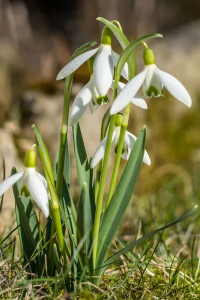 Snowdrops in the spring — Stock Photo, Image