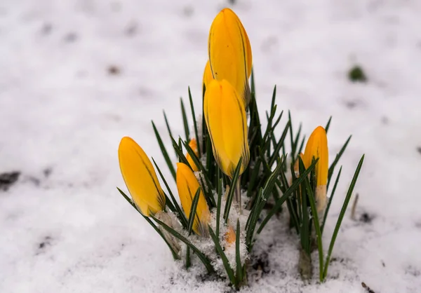 Žluté krokusy ve sněhu — Stock fotografie