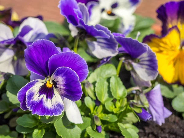 Pansy i lila färg — Stockfoto