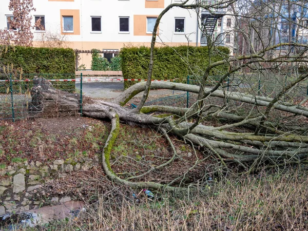 Árbol desarraigado después de una tormenta — Foto de Stock