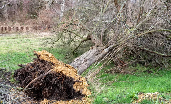 Uprooted tree after a hurricane — Stock Photo, Image