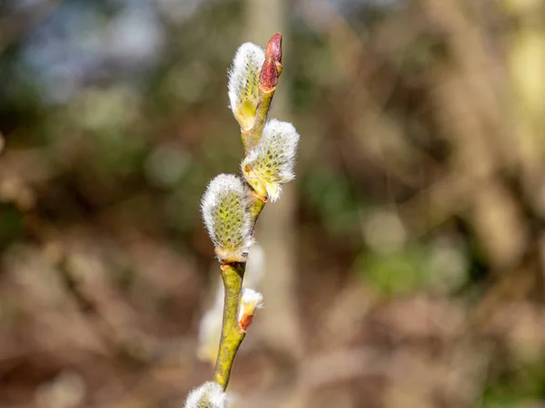 春芽中的树枝 — 图库照片