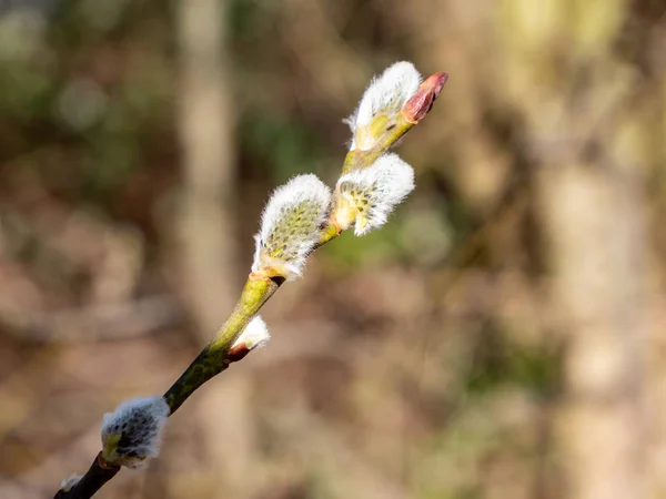 春天里的柳树小枝 — 图库照片